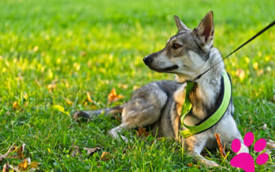 Le Chien Loup de Saarloos: Apprenez les Secrets de la Race Unique!