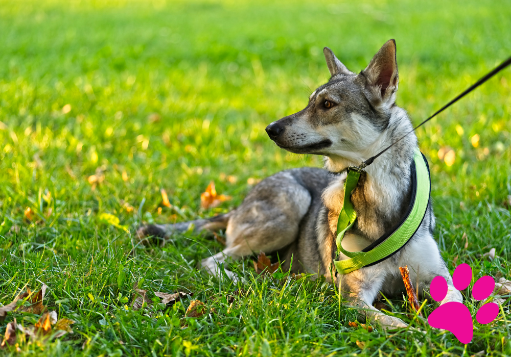 Chien Loup de Saarloos
