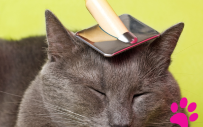 Accueillez un chat aveugle à la maison : découvrez comment !