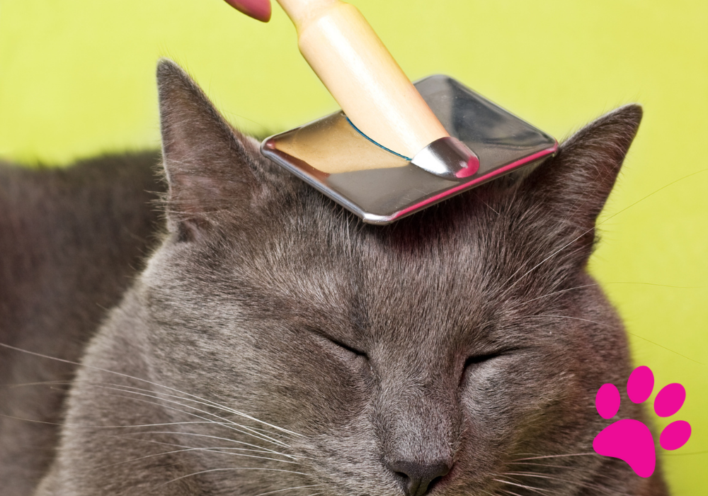 Accueillez un chat aveugle à la maison : découvrez comment ! Accueillir chat aveugle