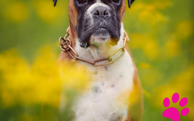 Le boxer : Un chien à la fois protecteur et mignon pour votre famille !