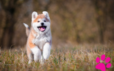 Les 5 Astuces indispensables pour éduquer un Akita Américain à la maison