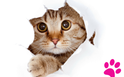 Les Soins Essentiels à Propos de la Dysplasie de la Hanche Chez le Chat que Vous Devez Absolument Connaître!