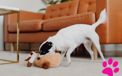 Les meilleurs jouets flottants pour chiens: Quel est le plus amusant?