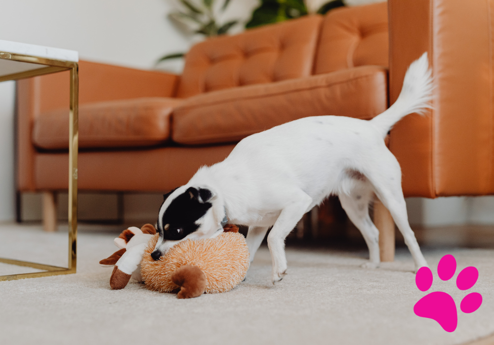 Les meilleurs jouets flottants pour chiens: Quel est le plus amusant? Jouets flottants pour chiens