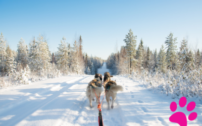 Les meilleurs produits de soins pour chiens : quels sont les bienfaits pour votre animal préféré ?