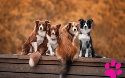 Les secrets de la grossesse canine : ce que vous devez absolument savoir !