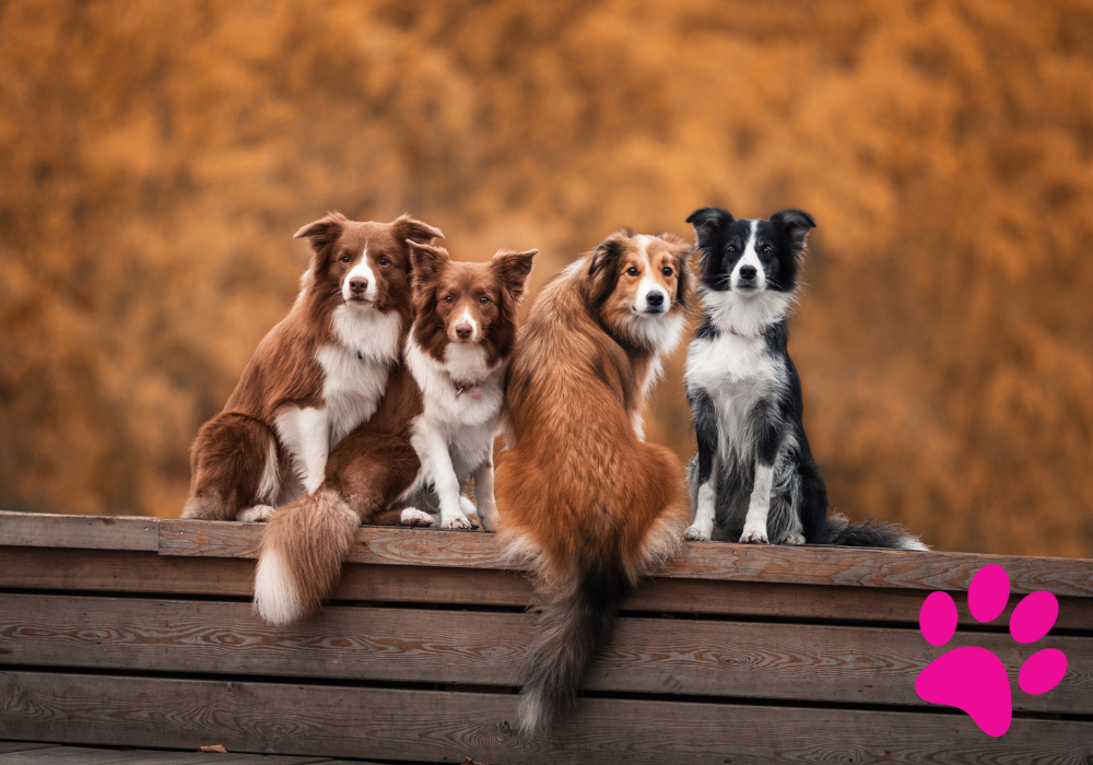 Les secrets de la grossesse canine : ce que vous devez absolument savoir ! Grossesse canine