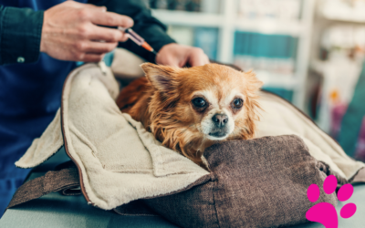 Les vaccins indispensables pour la santé de votre chien : ce que vous devez savoir !