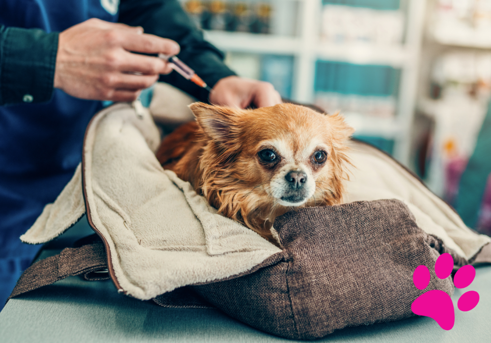 Les vaccins indispensables pour la santé de votre chien : ce que vous devez savoir ! vaccins chien