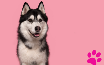 L’ultime décision à prendre entre croquettes et rations ménagères : Découvrez la solution !