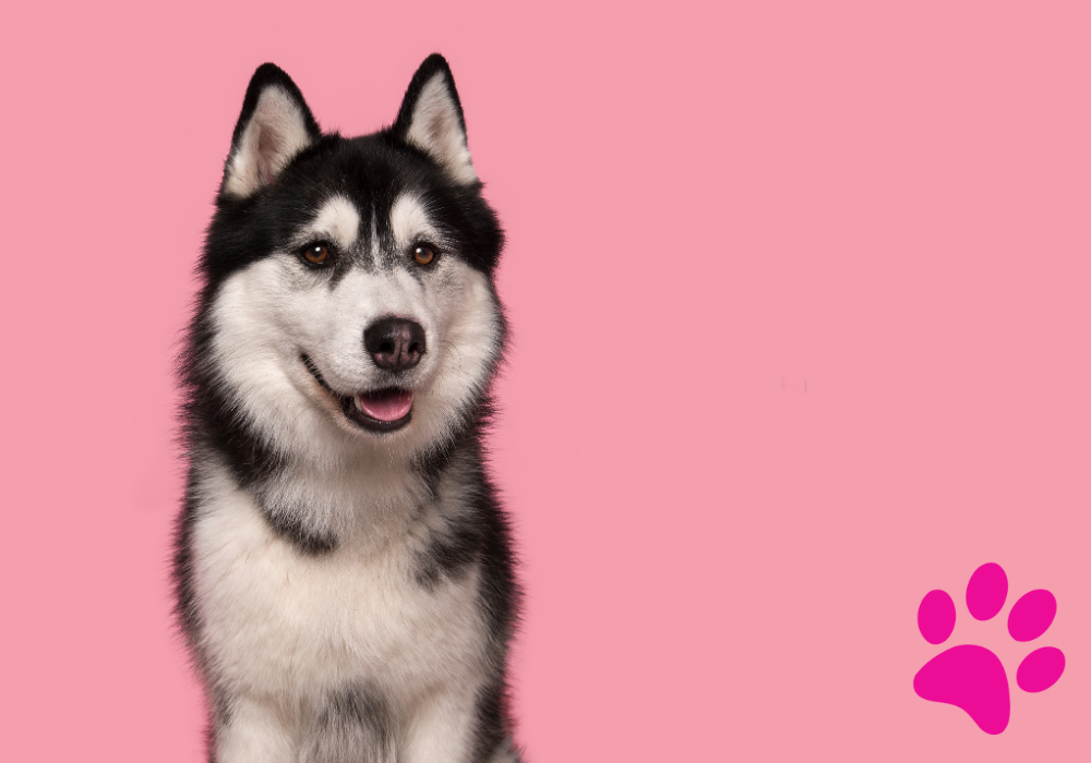 L’ultime décision à prendre entre croquettes et rations ménagères : Découvrez la solution ! Croquettes