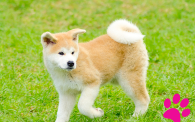 Malcom, l’Akita Américain Star et May – Une Aventure Touchante à ne pas Manquer!