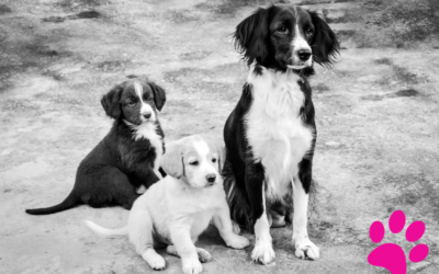 Comment obtenir un passeport pour votre chien: les étapes simples pour vous aider à naviguer le processus!