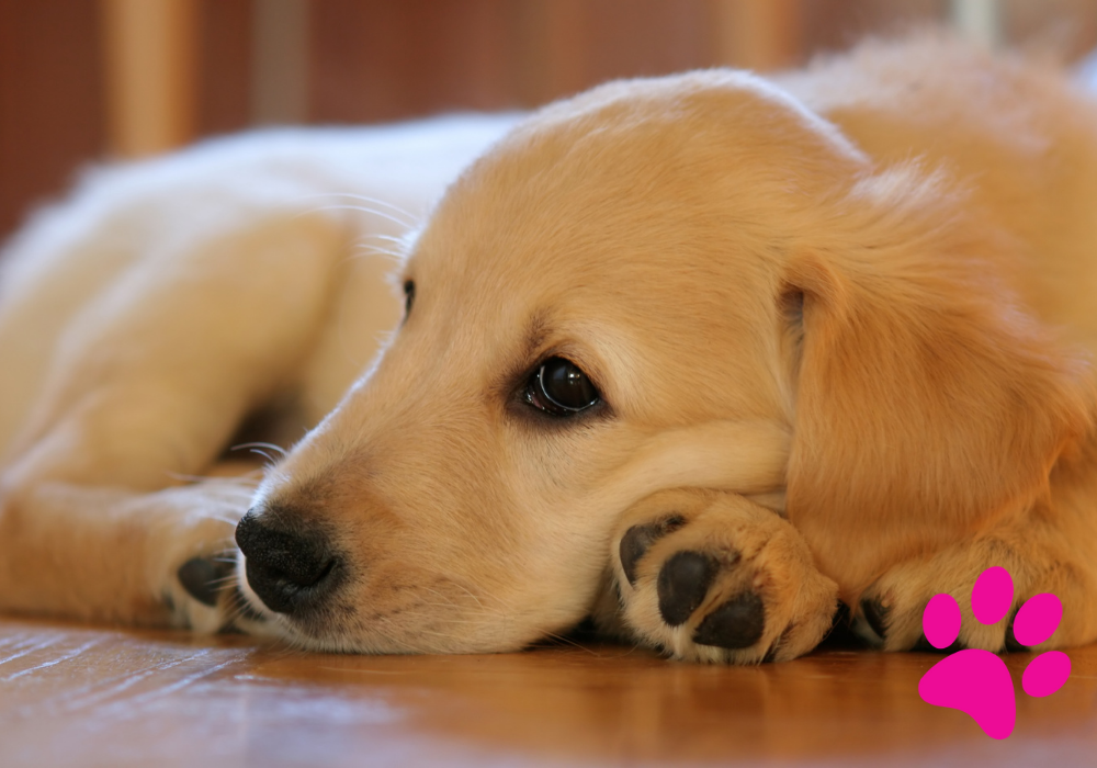 Comment aider mon chien à surmonter sa peur des enfants ? : Comment trouver le bon équilibre ! Peur des enfants