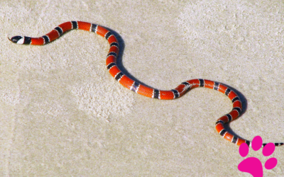 Sauvegardons les Reptiles et les Amphibiens Menacés d&rsquo;Amérique du Nord!