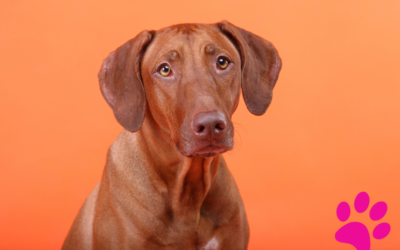 5 Avantages incroyables de la socialisation précoce des chiots !