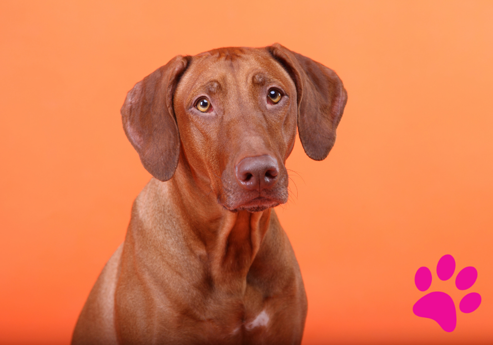 Socialisation précoce