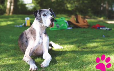 Surprenez votre chien : Apprenez à organiser une séance de sculpture sur bois!
