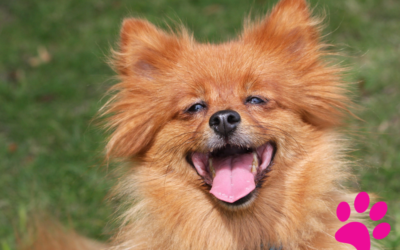 Trucs et astuces pour s’occuper d’un chien aveugle : Votre animal a besoin de vous !