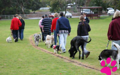 Tutoriel pas à pas : Comment apprendre à votre chien à voler avec un parachute !