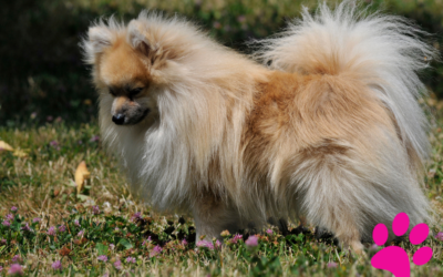 Améliorez le vocabulaire de votre chien: Comment aider votre chien à parler une nouvelle langue!