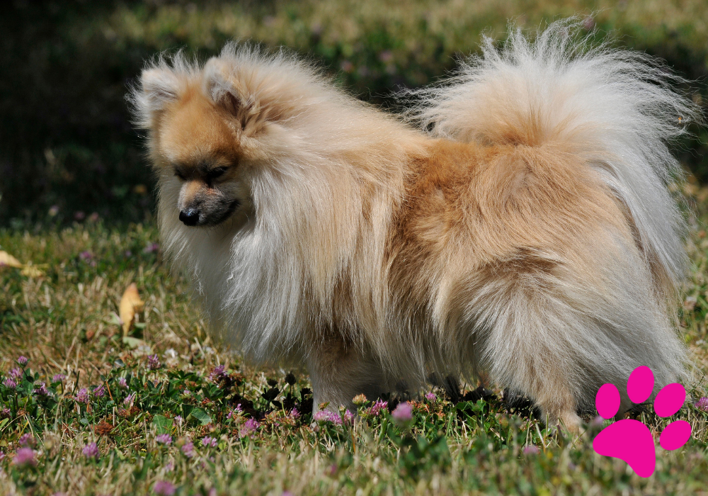 Améliorez le vocabulaire de votre chien: Comment aider votre chien à parler une nouvelle langue! Vocabulaire du chien