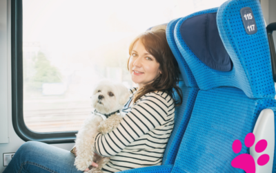 Voyager en toute sécurité avec votre chien : Les mesures indispensables à prendre