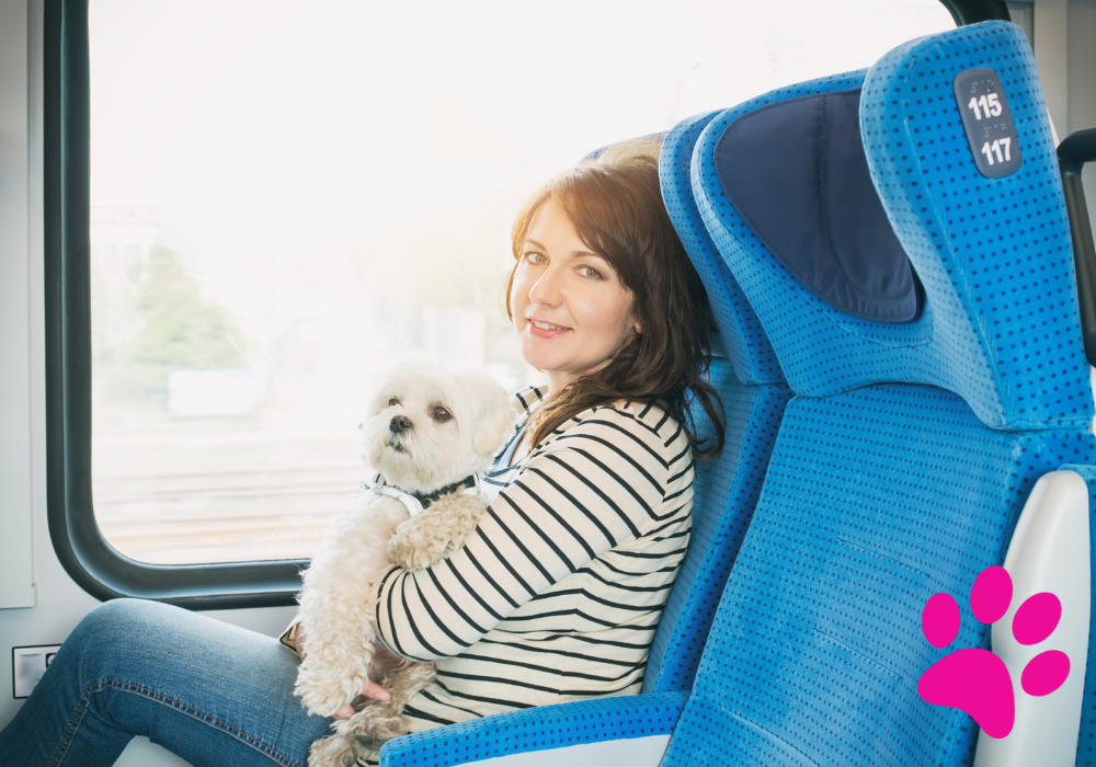 Voyager en toute sécurité avec votre chien : Les mesures indispensables à prendre Voyager avec chien