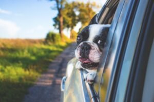 dog 1850465 1280