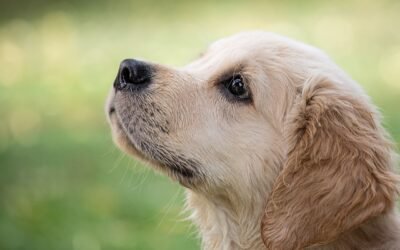 Comment gérer la voracité de son jeune chien ?