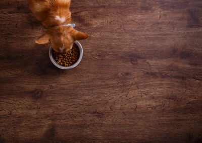 Le guide complet pour choisir les meilleures croquettes pour chien