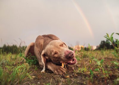 Jouets pour la mastication de votre chien : Comment choisir ?