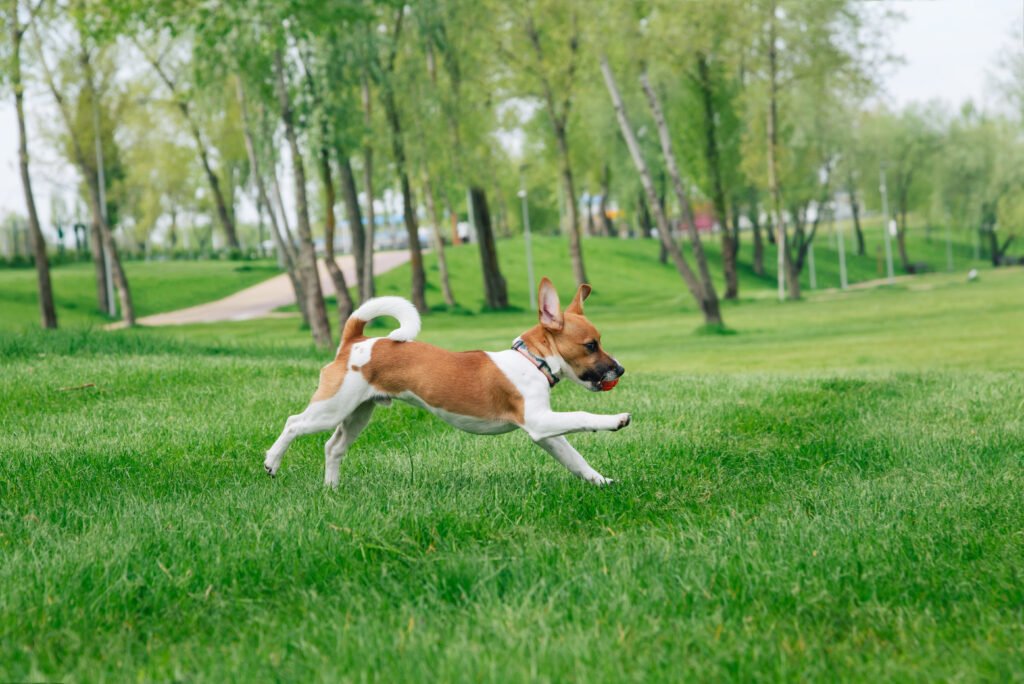 Top 5 des meilleurs jouets pour chien le guide ultime
