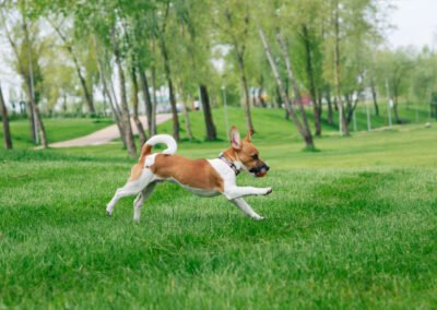 Les 5 meilleurs jouets pour chien