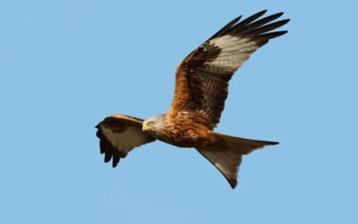 Milan royal : rencontre avec ce fascinant rapace