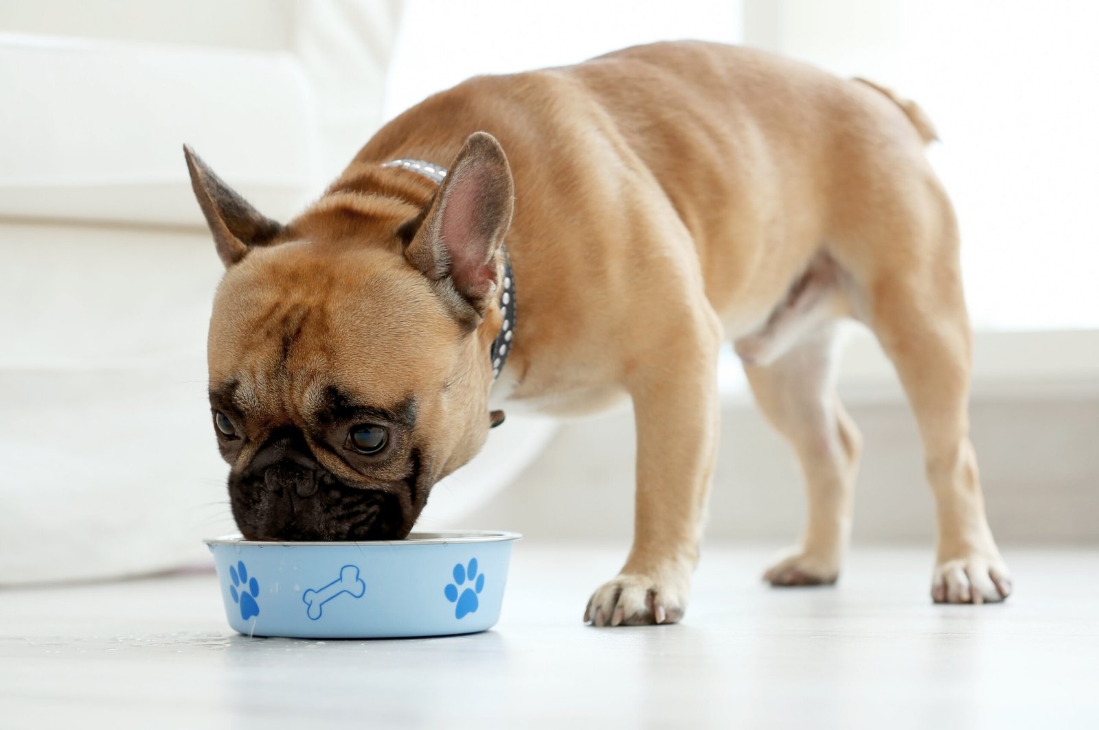 Cute dog eating food Depositphotos 133252414 XL scaled