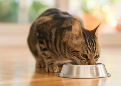 Avis sur Elmut pour les chats : Une option saine et adaptée à nos félins