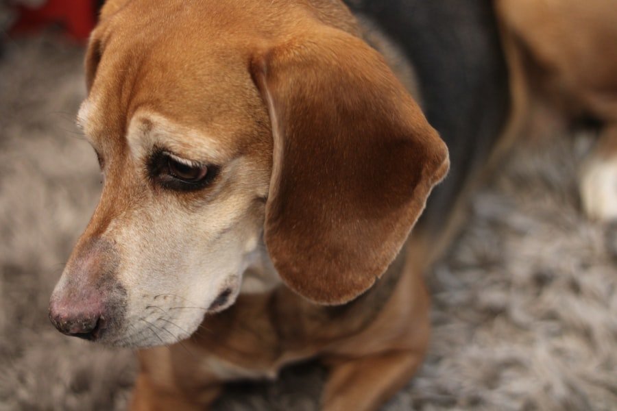 Le Beagle : Comment Choisir les Croquettes qui Lui Conviennent ? 1 abcdhe 90