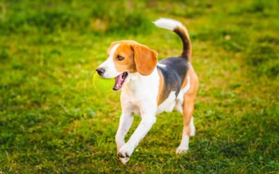 La teigne chez le chien : comment l’identifier et la traiter ?