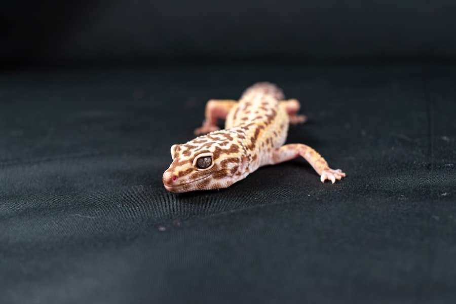 gecko leopard