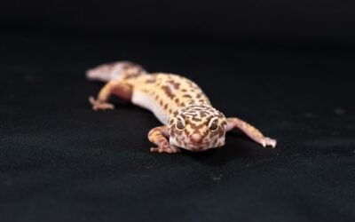 La mue difficile du gecko léopard