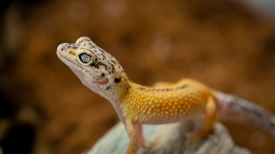Photo gecko leopard