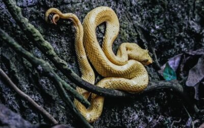 Serpent des blés : taille adulte et caractéristiques