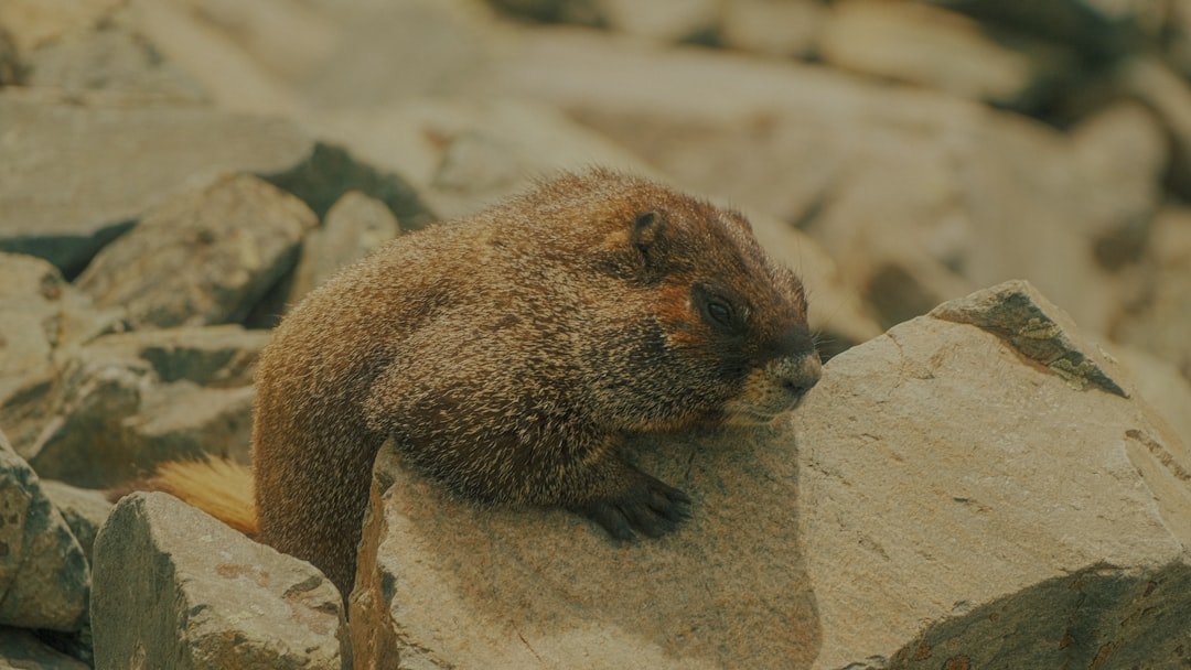 tortue hermann hibernation frigo