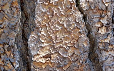 Commencer la terrariophilie : quel animal choisir ?