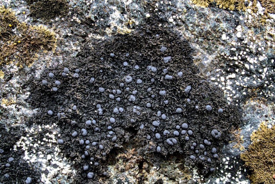 Photo terrariophilie