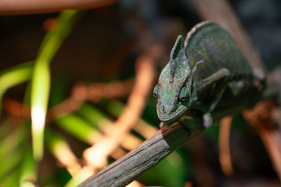 chameleon calyptratus price