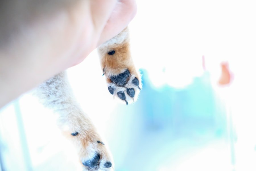 Comment soigner un coussinet de chien abîmé 1 dog paw care