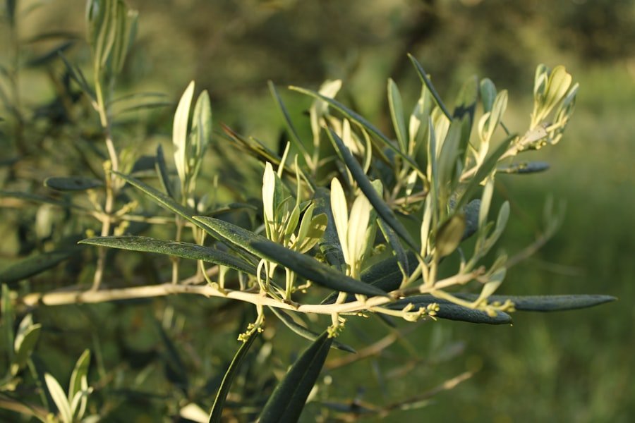 constipated dog olive oil dosage